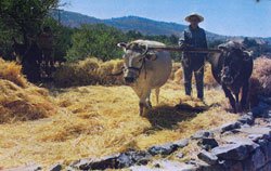 threshing circle aloni in crete