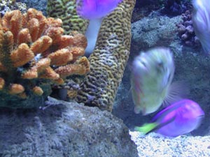 aquarium crete