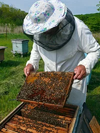 beekeeper in front of bee hive