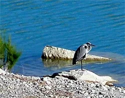 birds at the lake 