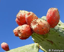cactus prickley pear