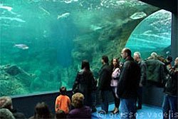 visitors in crete aquarium