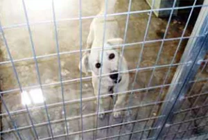 stray dog in the shelter in heraklion