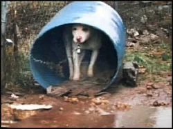 no to barrel dogs living in crete