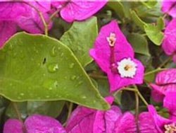 gardening in Crete