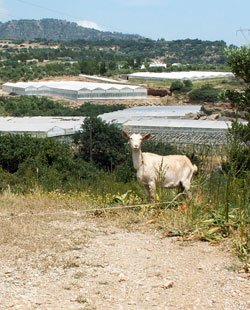 goat and greenhouses in crete