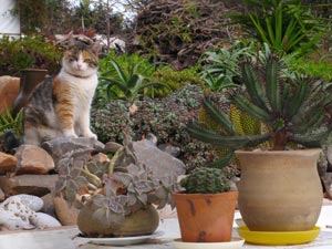 house garden