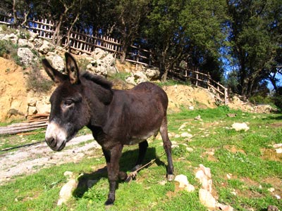 Alberto, the donkey