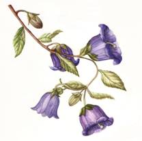 Campanula Pelviformis, flowers of Crete