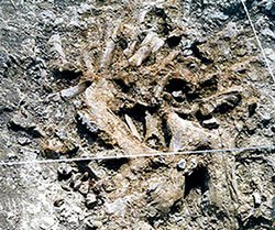 fossils in Katharo plateau