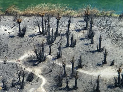 preveli palm forest burned