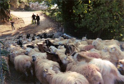 sheep entering Asi Gonia