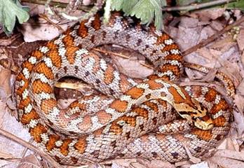 leopard snake in crete