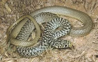balkan whip  snake or denrogalia