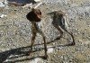 stray dog in crete