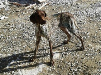 stray dog in crete