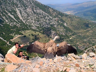 vulture freed in Crete